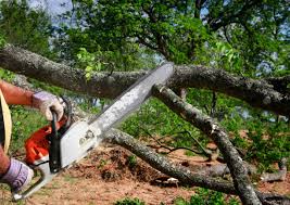 How Our Tree Care Process Works  in  Bear Creek, AL