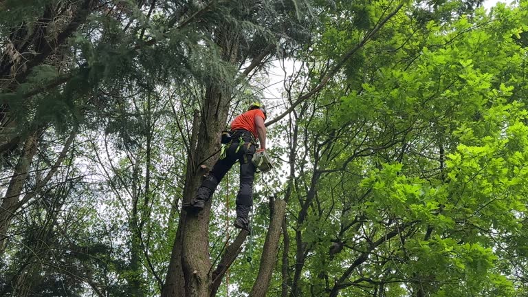 Reliable Bear Creek, AL  Tree Services Solutions